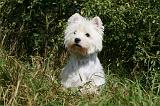 WESTIE 291